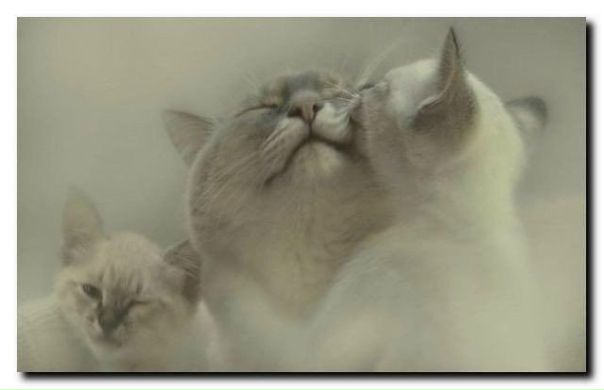 Сколько бы недостатков не было у человека - он всегда будет идеальным, если он любимый.