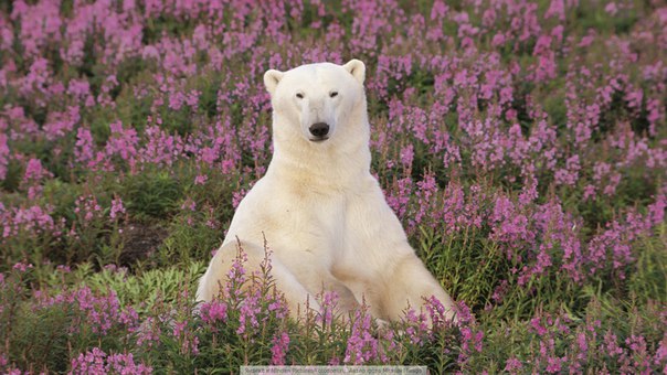 В праздничный и долгожданный день 8 Марта все женщины ждут особого внимания, теплой заботы и красивых комплиментов. Нет ничего проще поздравить коллегу, подругу, маму, бабушку, сестру, любимую женщину красивыми словами. Так подарите им самые нежные и красивые поздравления! Телефонный звонок или даже короткое смс сделают весенний праздник для ваших любимых женщин и девушек по-настоящему радостным!