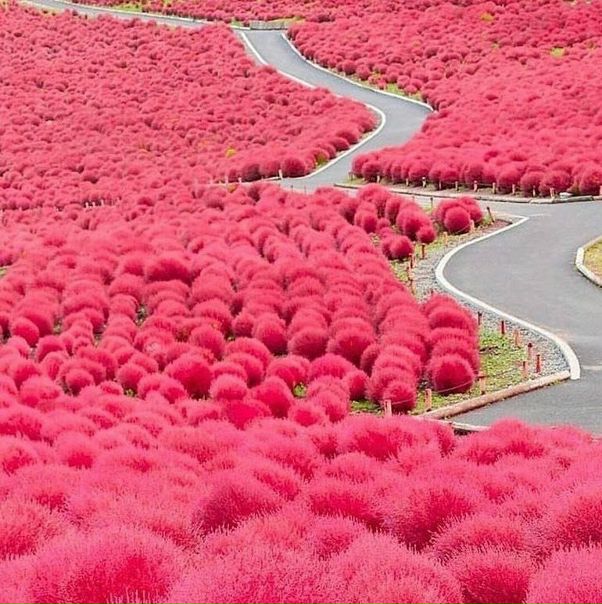 Розовое море 