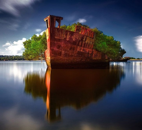 Списанный корабль SS Ayrfield, пришвартованный в устье реки Парраматта, впадающей в залив Хоумбуш на северо-западе Сиднея, опутан густыми мангровыми зарослями высотой в несколько метров. Ржавый корпус судна украшает вечнозеленая листва мангров, выросших в каютах и на палубах. Длина корабля, похожего на плавающий лес, составляет 80 метров.