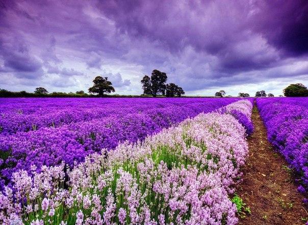 Лавандовое поле, Прованс, Франция