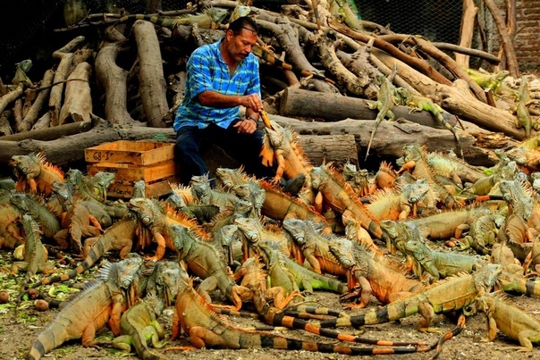 В Мексике своя атмосфера, свои голуби
