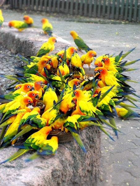 Таиланд, зоопарк, попугаи